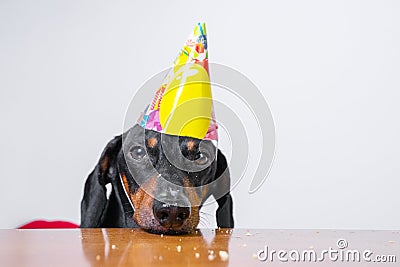 Cute dog breed dachshund, black and tan, eat birthday cake,wearing party hat, lying sad on the table on white background Stock Photo