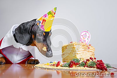 Cute dog breed dachshund, black and tan, with licking tongue and hungry for a happy birthday cake with candle number 9,wearing Stock Photo