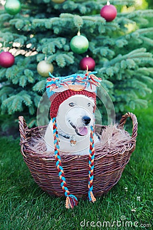 Cute dog breed Jack Russell Broken in knitted owl hat sits in basket on background of Christmas tree Stock Photo