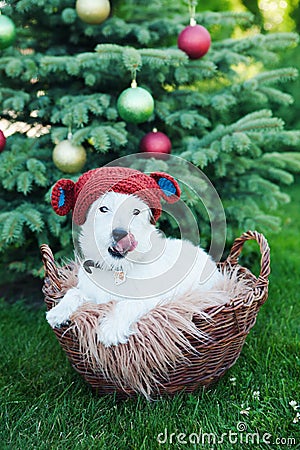 Cute dog breed Jack Russell Broken in knitted toy bear hat sits in basket on background of Christmas tree Stock Photo