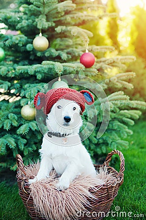 Cute dog breed Jack Russell Broken in knitted toy bear hat sits in basket on background of Christmas tree Stock Photo