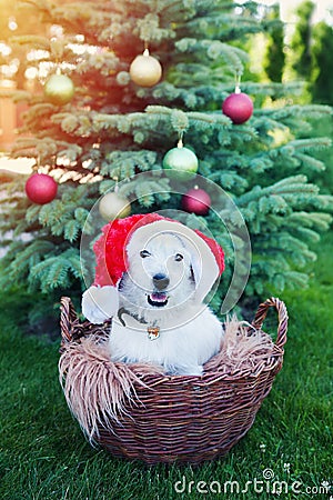 Cute dog breed Jack Russell Broken in Santa`s cap sits in basket on background of Christmas tree Stock Photo