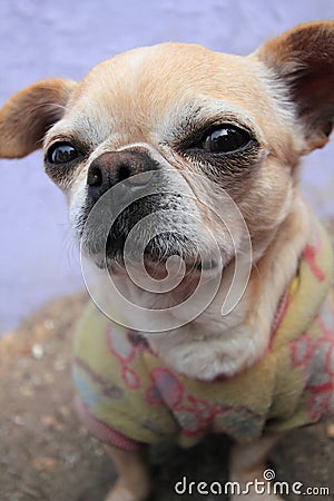 Dog, breed, like, mammal, nose, snout, chihuahua, group, puppy, carnivoran, companion, toy, fawn Stock Photo