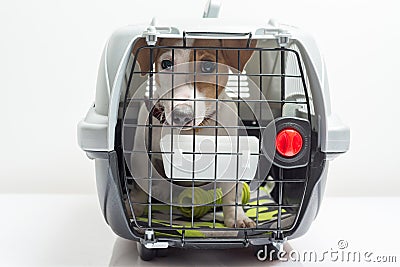 Cute dog in carrier Stock Photo