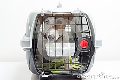 Cute dog in carrier Stock Photo