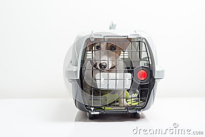 Cute dog in carrier Stock Photo