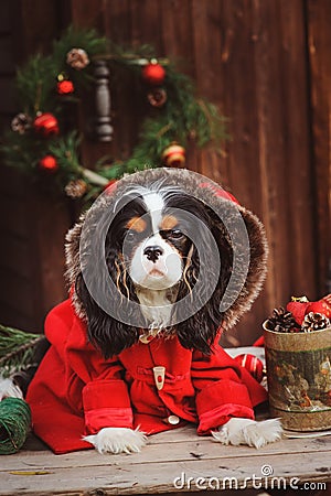 Cute funny dog celebrating Christmas and New Year with decorations and gifts. Chinese year of the dog. Stock Photo