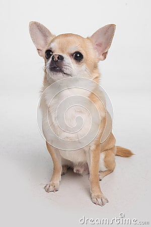 cute dog chihuahua cobby on gray background Stock Photo