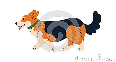 Cute dog of Corgi breed. Funny short doggy, canine animal. Adorable companion puppy walking, going. Amusing canine Vector Illustration