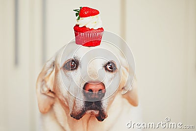 Cute dog with cupcake Stock Photo