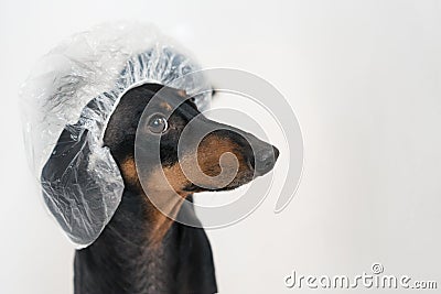 Cute dog dachshund, black and tan, takes a bath with soap foam, wearing a bathing cap close up Stock Photo