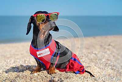 Cute dog Dachshund breed, black and tan, in a red blue vest Life Guarde and red sunglasses, sits on a sandy beach against the sea Stock Photo