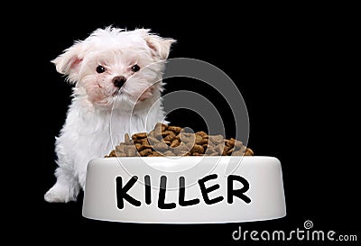 Cute Dog with Dog Bowl Stock Photo