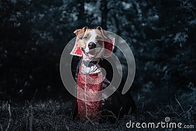 Cute dog dressed up as vampire in dark moonlit forest. Smiling s Stock Photo