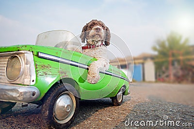 cute dog driving small retro car Stock Photo