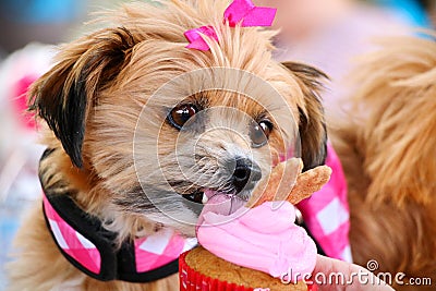 Cute Dog Eating Birthday Cupcake Stock Photo