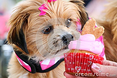 Cute Dog Eating Birthday Cupcake Stock Photo