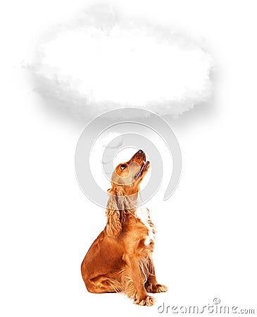 Cute dog with empty cloud bubble Stock Photo