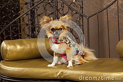 Cute dog in a fashion clothes Stock Photo