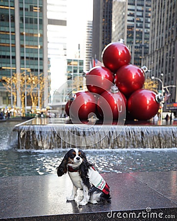 Cute dog in front of Christmas decorations during Holidays Season in Manhattan Stock Photo