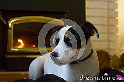 Dog and fireplace Stock Photo