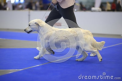 Cute dog of golden retriever breed running on a ring Editorial Stock Photo