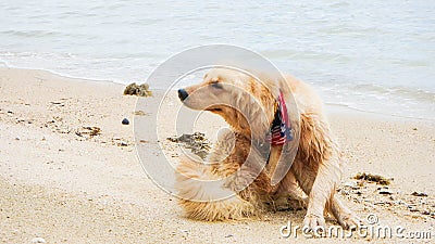 Cute dog golden retriever scratching on beach funny Stock Photo