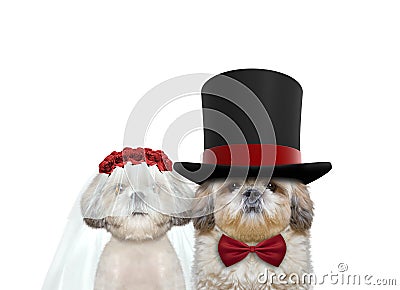 Cute dog happy wedding. on white Stock Photo