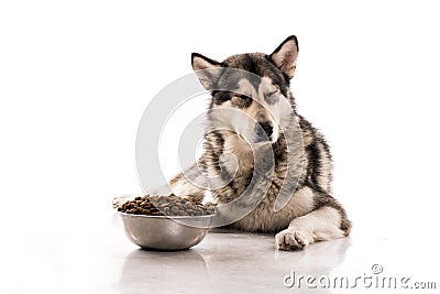 Cute dog and his favorite dry food on a white background Stock Photo