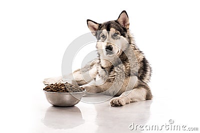 Cute dog and his favorite dry food on a white background Stock Photo