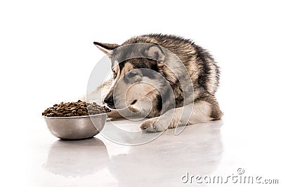 Cute dog and his favorite dry food on a white background Stock Photo