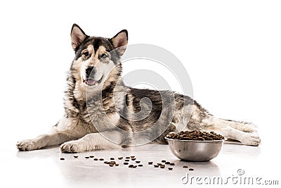 Cute dog and his favorite dry food on a white background Stock Photo