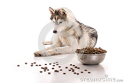 Cute dog and his favorite dry food on a white background Stock Photo