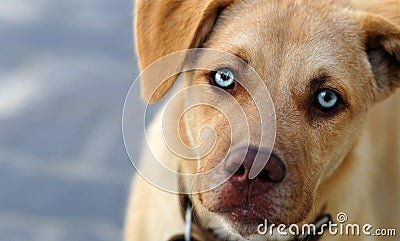 Cute Stray Dog Stock Photo