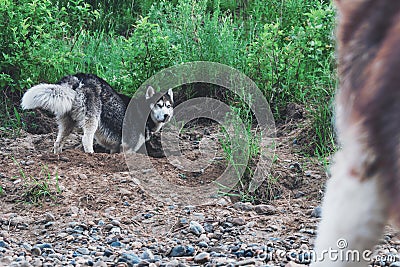 Cute dog husky digs pit in the ground. Muzzle doggy in the sand. Crafty face siberian husky Stock Photo