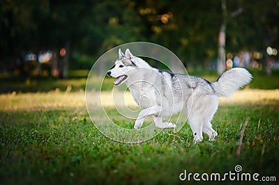 Cute dog husky running on the grass Stock Photo