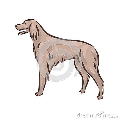 Cute dog Irish Setter breed pedigree vector illustration Vector Illustration