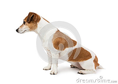 Cute Dog Jack Russell terrier sitting sideways in profile Stock Photo