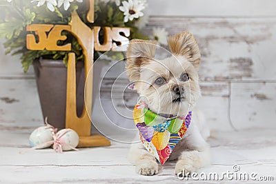 Cute Dog with Jesus Cross in Background Stock Photo