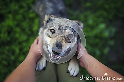 Cute brown dog jumps paws on the legs of a man, looking friendly with love and asks him to fondle and scratch behind the ear Stock Photo