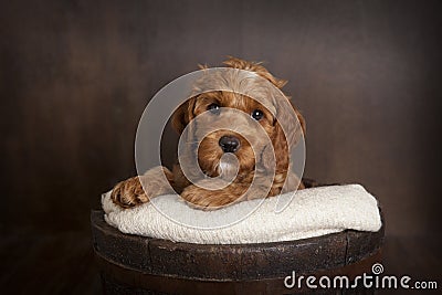 Cute Dog Stock Photo