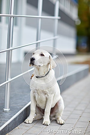 A cute dog labrador siting on the street. Pet concept. Stock Photo