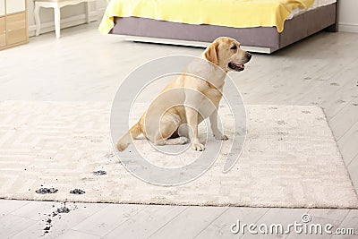 Cute dog leaving muddy paw print Stock Photo