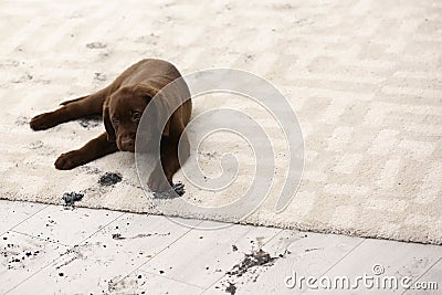 Cute dog leaving muddy paw prints Stock Photo