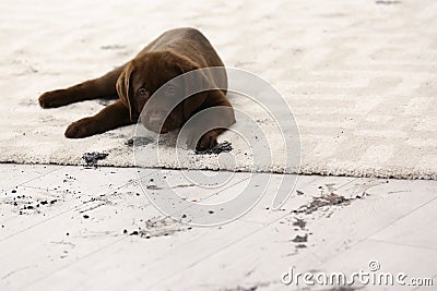 Cute dog leaving muddy paw prints Stock Photo