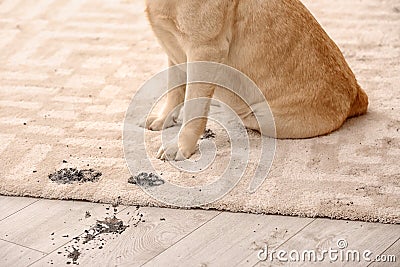 Cute dog leaving muddy paw prints Stock Photo