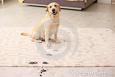 Cute dog leaving muddy paw prints Stock Photo