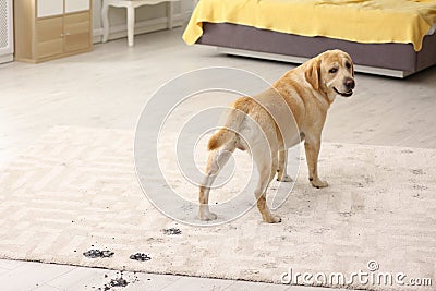 Cute dog leaving muddy paw prints Stock Photo