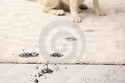 Cute dog leaving muddy paw prints Stock Photo