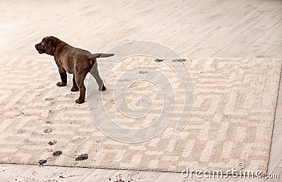 Cute dog leaving muddy paw prints Stock Photo